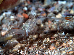 Shrimp taken at Sharksbay with E300 and 105mm lens. by Nikki Van Veelen 